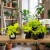epipremnum neon golden pothos.webp