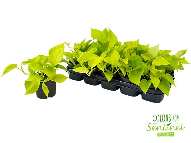epipremnum neon golden pothos.webp