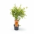 acer palmatum katsura.webp