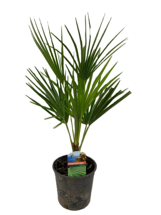 chamaerops hubilis.webp
