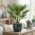 chamaerops hubilis.webp