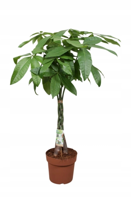 pachira aquatica.webp