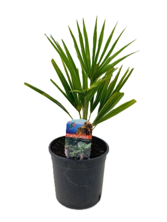 trachycarpus fortunei.webp