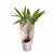 trachycarpus fortunei.webp