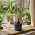 trachycarpus fortunei.webp